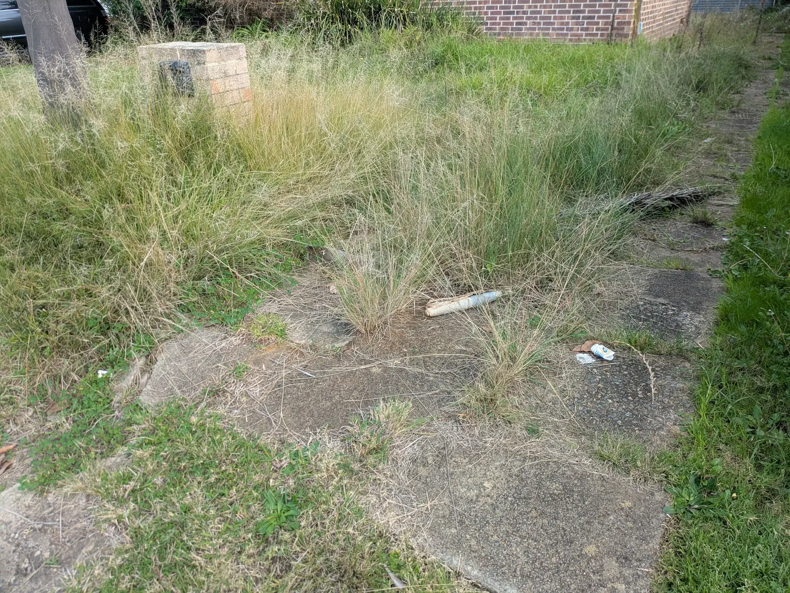 Overgrown front yard and nature strip before