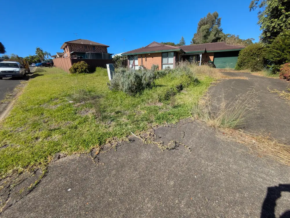 Overgrown backyard before clean-up