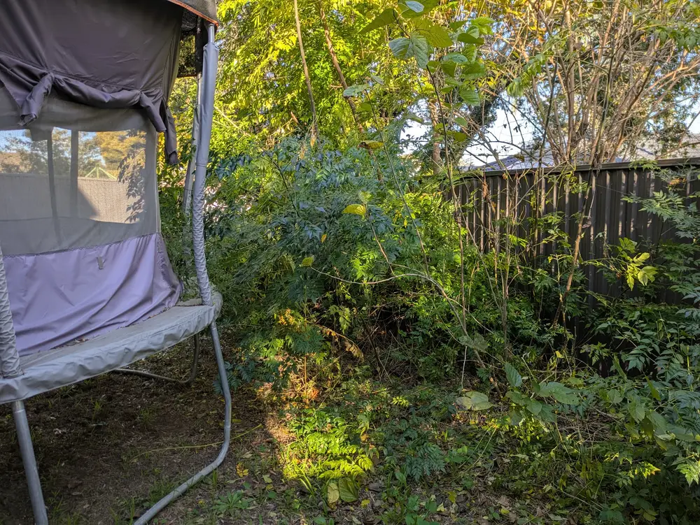 Thick overgrown grass before mowing