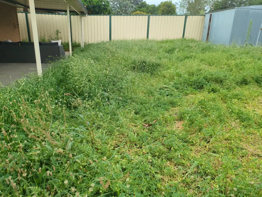 Overgrown lawn before service