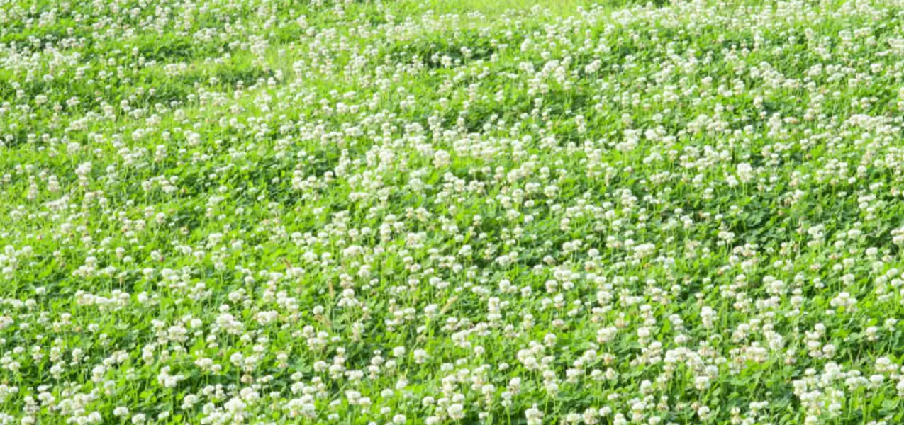 Clover spreading across a lawn