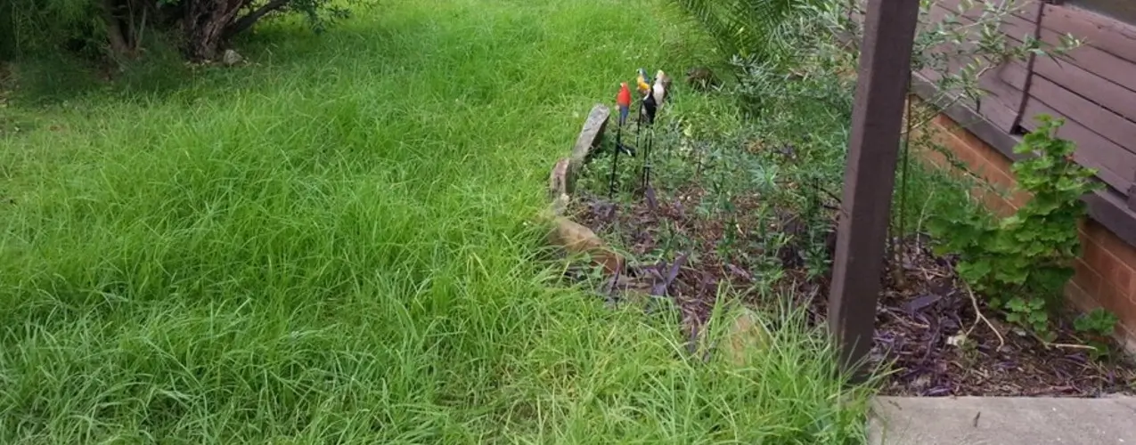 March 2014 - Grass growing madly
