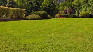 Fertilise your lawn at least 3 times per year for best results